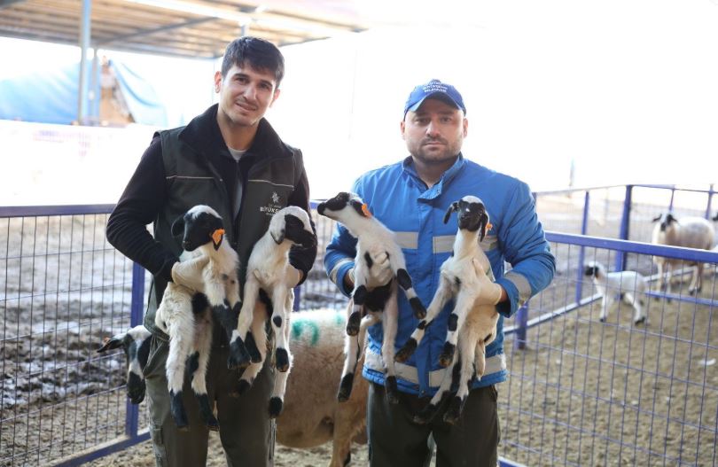 Aile Tipi Koyunculuk Projesi Büyüyor