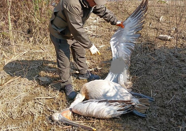 Nesli Tehlike Altında Olan Tepeli Pelikan Söke’de Vurulmuş Halde Bulundu